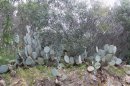 Bouquet de cactus